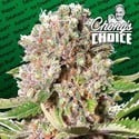 Mendocino Skunk (Paradise Seeds) feminized