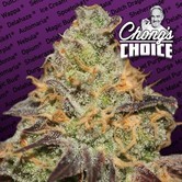 Blue Kush Berry (Paradise Seeds) Feminisiert