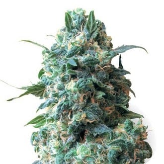 Critical (Sensation Seeds) feminized