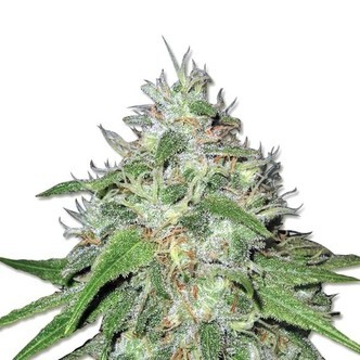 Amnesia Haze (Sensation Seeds) feminized