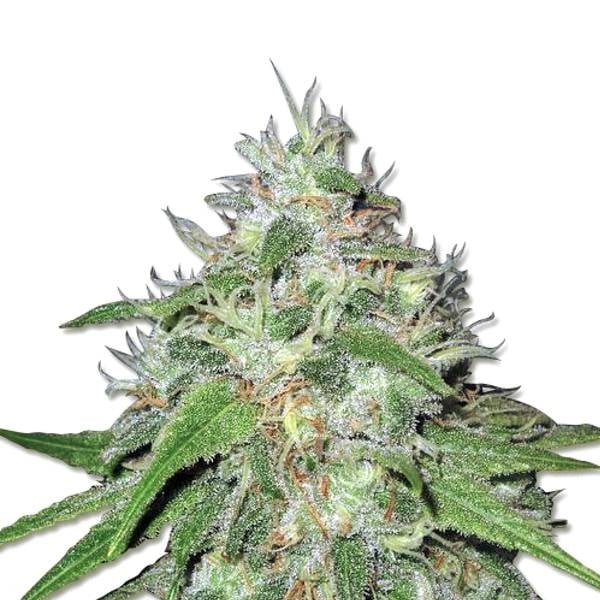 Amnesia Seeds Cannabis Info