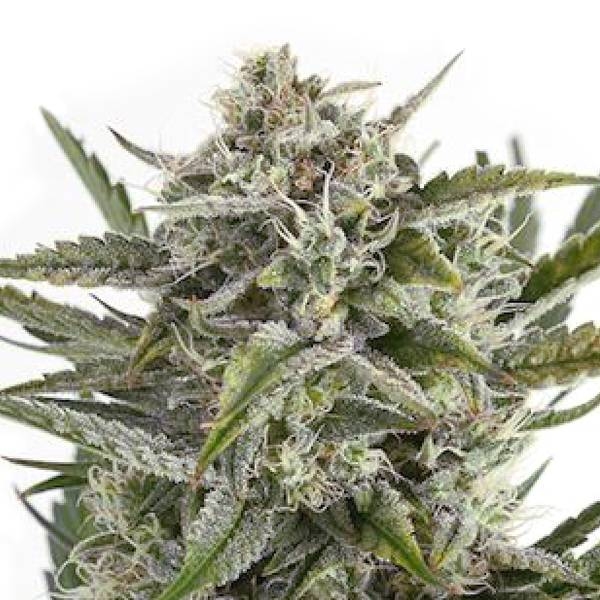 OG Kush Feminisiert (WeedSeedShop)