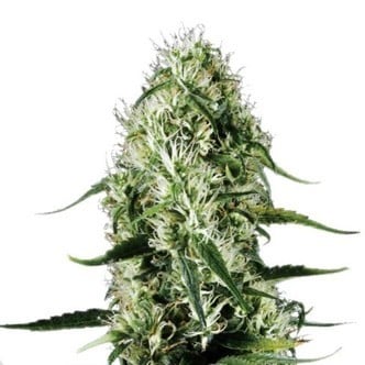 Super Silver Haze (Sensation Seeds) feminized