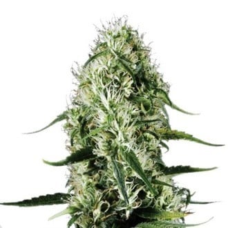 Super Silver Haze (Sensation Seeds) feminisiert