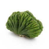 San Pedro Crested (Trichocereus pachanoi cristata)