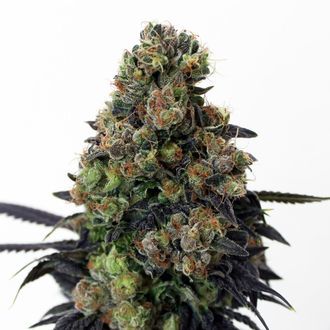 Acid Dough (Ripper Seeds) Feminisiert