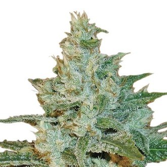 AK-47 (Sensation Seeds) feminisiert