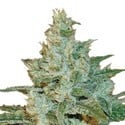 AK-47 (Sensation Seeds) feminized