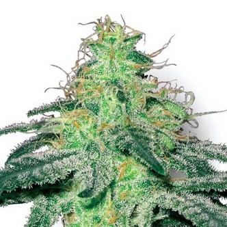 White Widow (Sensation Seeds) feminized