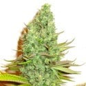 Sensation Victory (Sensation Seeds) feminisiert