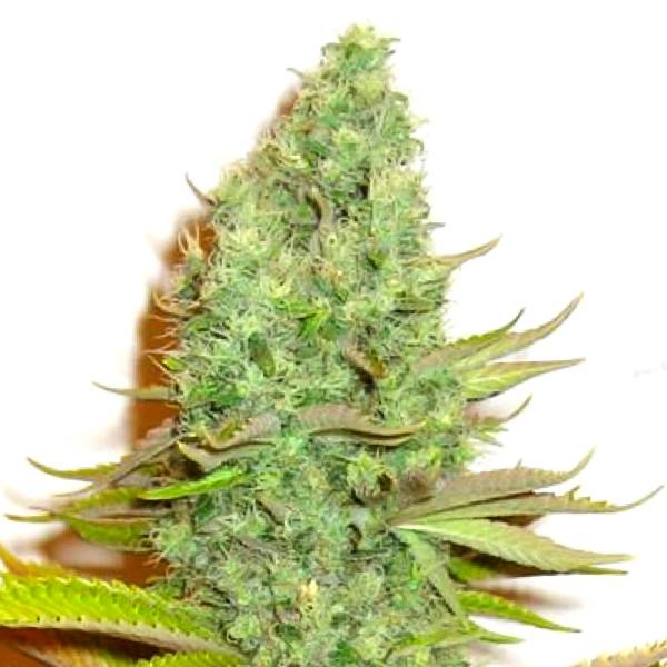 Parmesan Feminisiert (Victory Seeds)