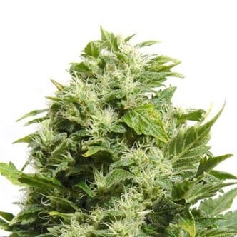 Cheese (Sensation Seeds) feminized