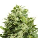 Cheese (Sensation Seeds) feminisiert