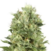 Critical Auto (Sensation Seeds) feminized