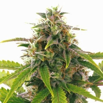 Sensation Haze Auto (Sensation Seeds) feminized