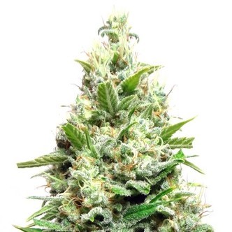 AK Sensation Auto (Sensation Seeds) feminized