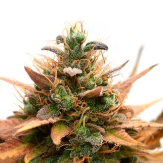 Medijuana CBD (Sensation Seeds) feminized