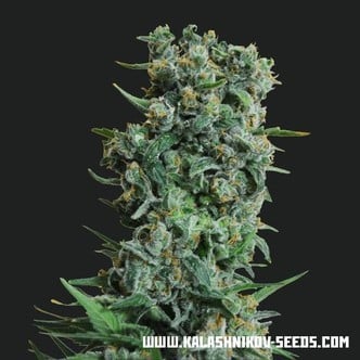 Kalashnikov Original (Kalashnikov Seeds) feminized