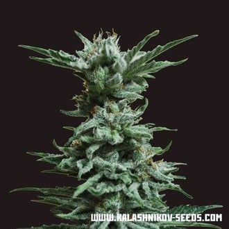 AK Skunk (Kalashnikov Seeds) Feminisiert