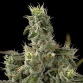 Nicole Kush (DNA Genetics) feminized 
