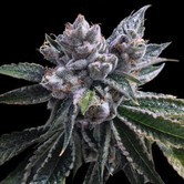 Auto El Fuego (DNA Genetics) feminized 