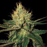 Cannalope Haze (DNA Genetics) feminized 