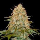 LA Chocolat (DNA Genetics) feminized 