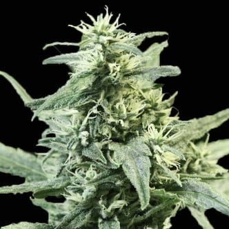 Golden Haze (Devil's Harvest) feminisiert