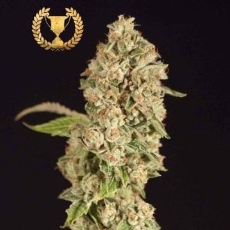 OG Reek’n (Devil's Harvest) feminized