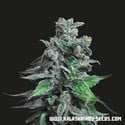 Moscow Blueberry (Kalashnikov Seeds) feminisiert