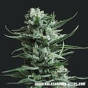 Siberian Haze (Kalashnikov Seeds) feminisiert