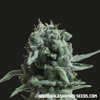 White Widow 47 (Kalashnikov Seeds) feminized