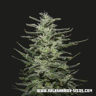 Amnesia Molotov (Kalashnikov Seeds) feminisiert