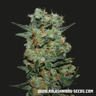 Baikal Express (Kalashnikov Seeds) feminized