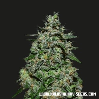 AK Kush Express (Kalashnikov Seeds) Feminisiert