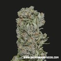 White Critical Express (Kalashnikov Seeds) feminized