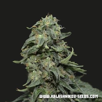 Kabul Express (Kalashnikov Seeds) feminisiert