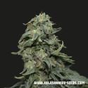 Kabul Express (Kalashnikov Seeds) feminized