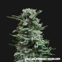 AK Skunk Auto (Kalashnikov Seeds) feminized