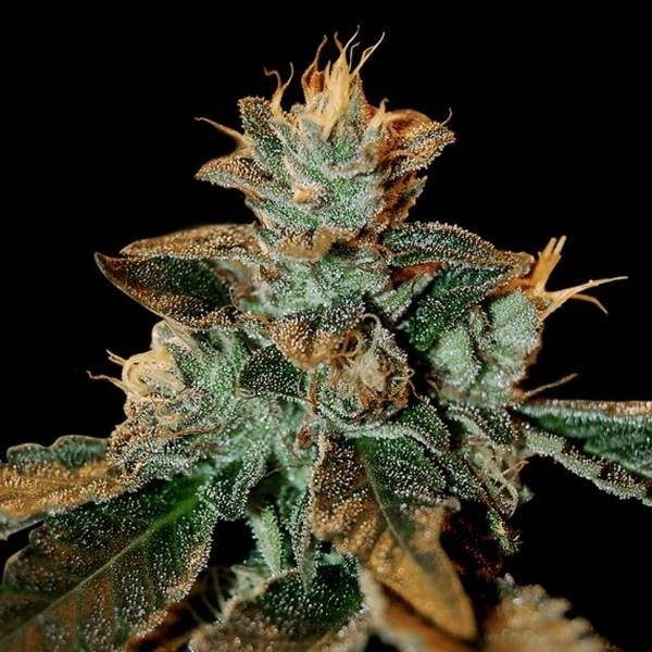 Martian Mean Green Feminisiert (DNA Genetics)