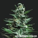 Moscow Blueberry Auto (Kalashnikov Seeds) Feminisiert