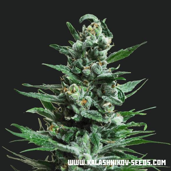 Blueberry Fruit Auto (Suzy Seeds)