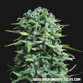 Siberian Haze Auto (Kalashnikov Seeds) feminized