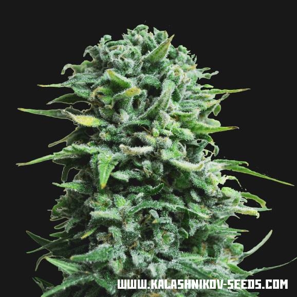 Siberian Haze Auto (Kalashnikov Seeds) Feminisiert