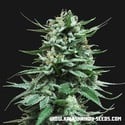 Northern Russian Auto (Kalashnikov Seeds) feminized