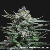 Blue Acid Auto (Kalashnikov Seeds) feminized
