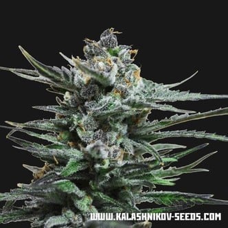 Acid Blue Auto (Kalashnikov Seeds) Feminisiert