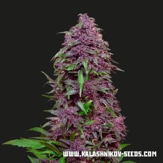 Purple Mazar Auto (Kalashnikov Seeds) feminized