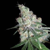 Chocolope (DNA Genetics) feminized