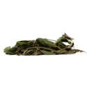 Bobinsana (Calliandra angustifolia) 20 Gramm